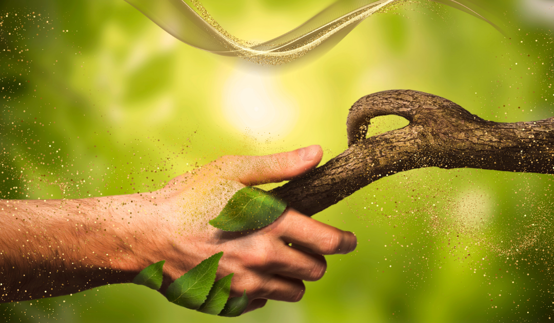 Reciclaje: La regla de oro de la naturaleza